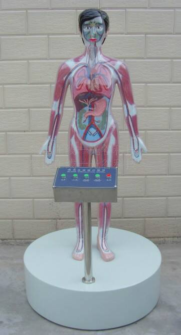 LED人体吸毒血液循环模型